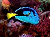 Dory still looking for Nemo!