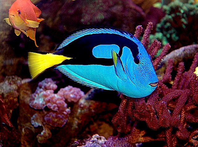 Dory still looking for Nemo!