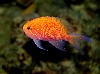 Fathead Anthias