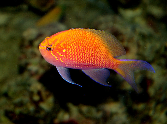 Fathead Anthias