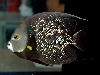 French Angelfish