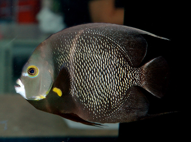 French Angelfish