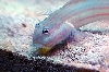 Goby ready to dive!