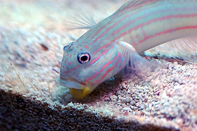 Goby ready to dive!