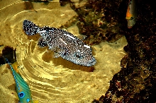 Golden Puffer