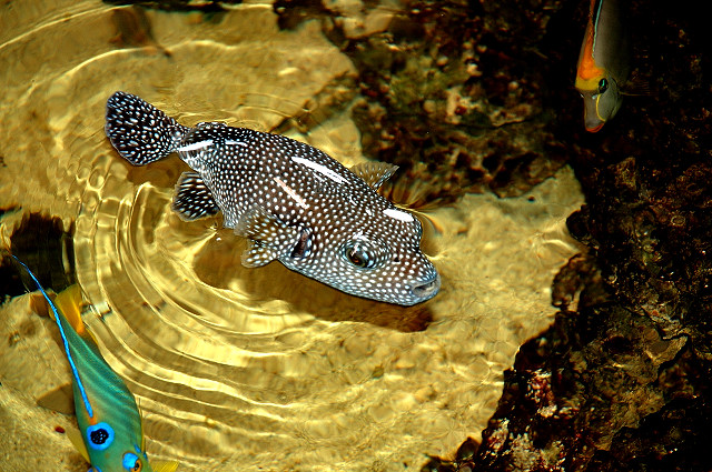 Golden Puffer