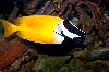 Onespot Foxface Rabbitfish