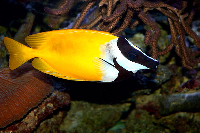 Onespot Foxface Rabbitfish