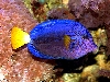 Purple Tang