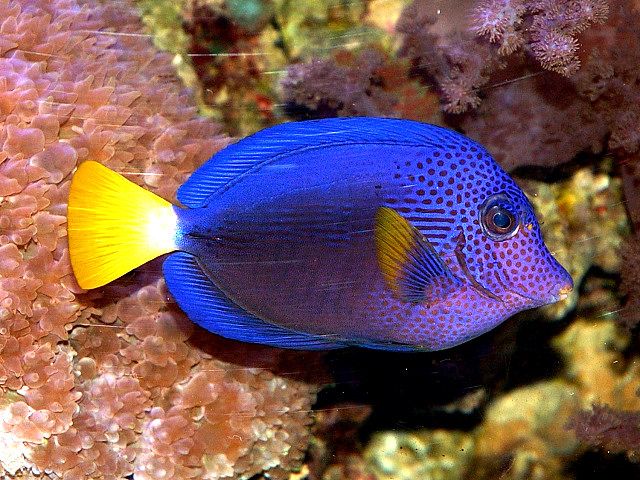 Purple Tang