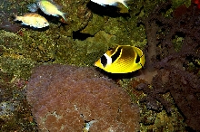 Raccoon Butterflyfish