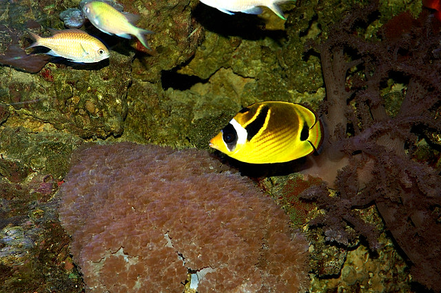 Raccoon Butterflyfish
