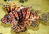 Spotfin Lionfish