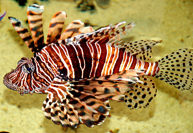 Spotfin Lionfish