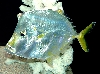 Porkfish