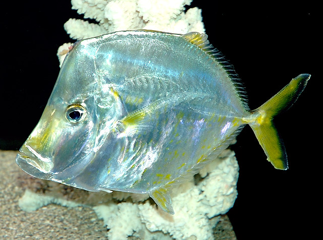 Porkfish