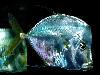 Porkfish