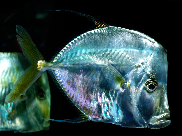 Porkfish