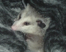 snug as a bug...