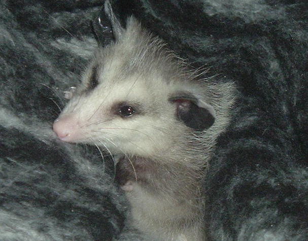 snug as a bug...