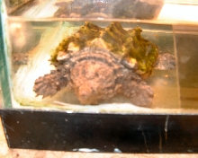 Alligator Snapper