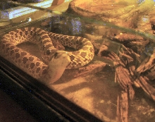 Western Hognose