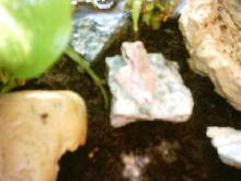 My Golden Gliding Tree Frog