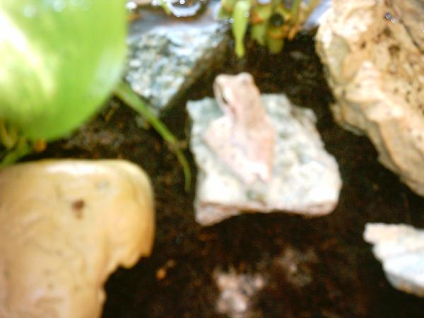 My Golden Gliding Tree Frog