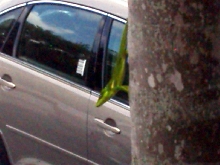Big Anole on Tree