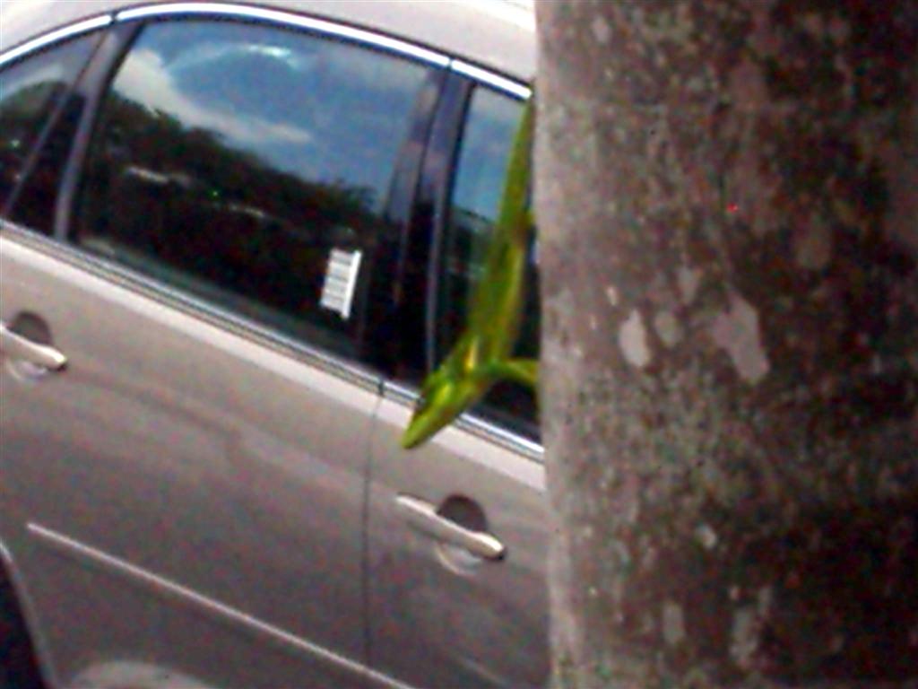 Big Anole on Tree