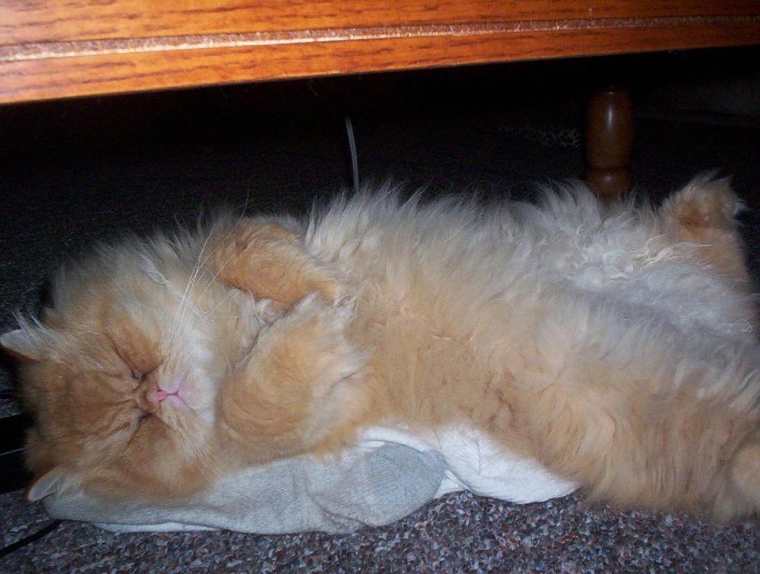 Teddy - Persian