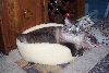 Ferdie - Ragdoll Mix