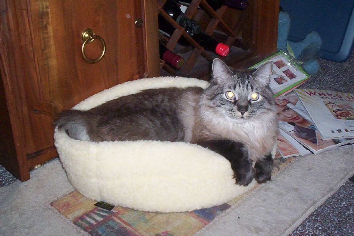 Ferdie - Ragdoll Mix