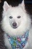 Kodi - American Eskimo Dog