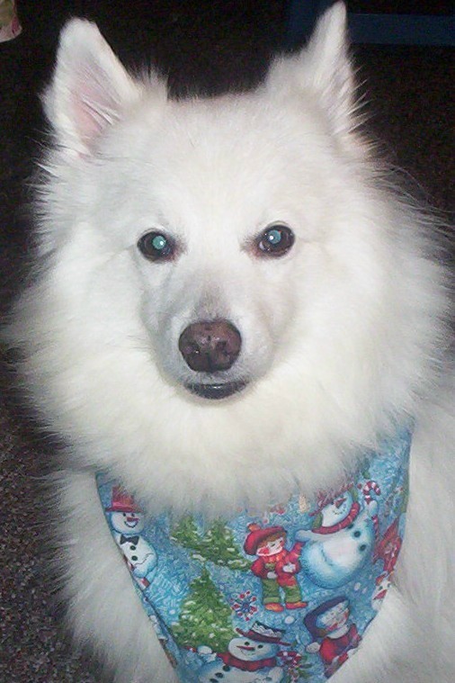 Kodi - American Eskimo Dog