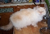 Pooky - Flame Point Himmy