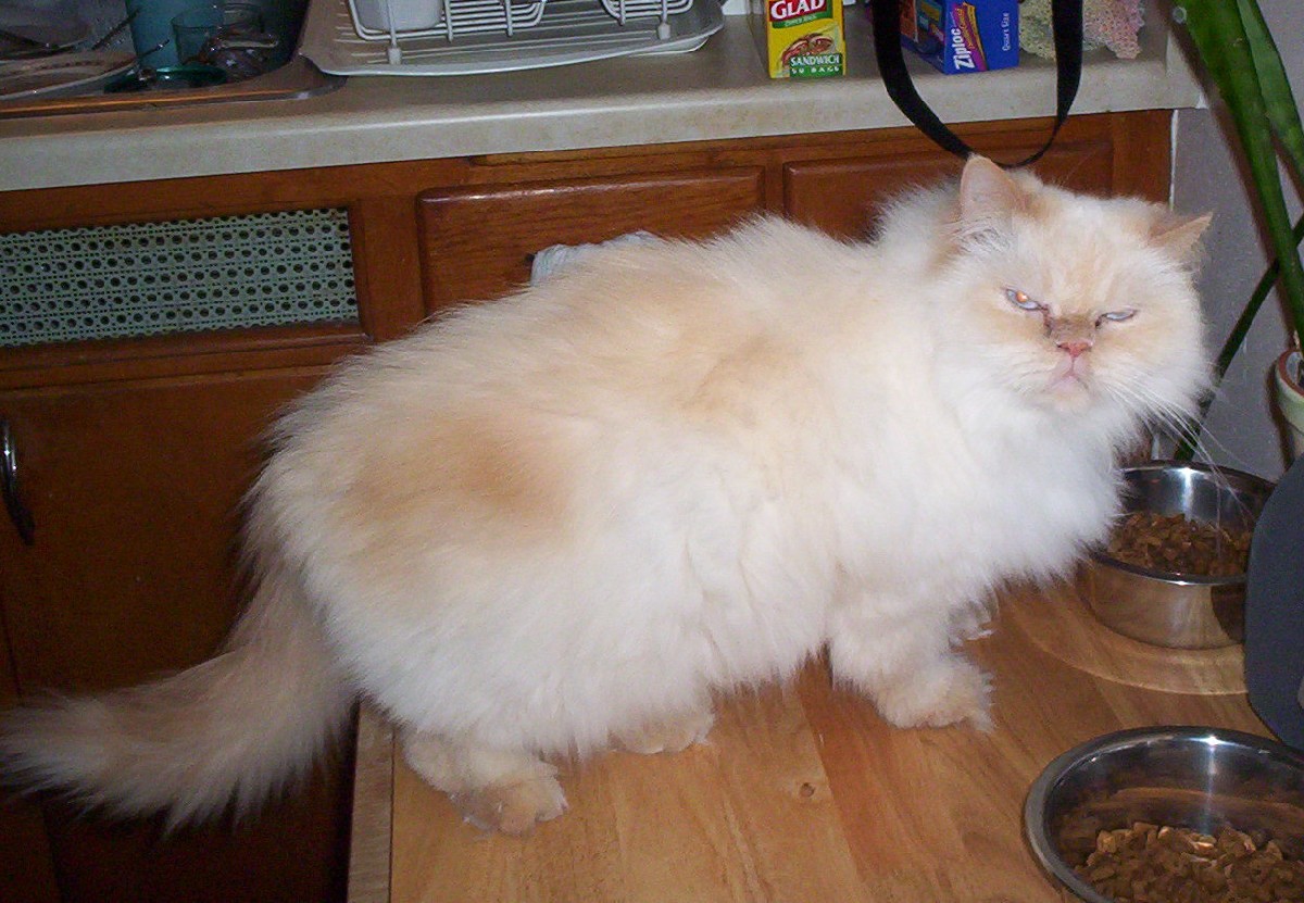 Pooky - Flame Point Himmy