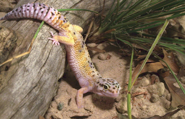 Hypo Stripe Leopard