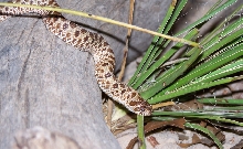 Western Hognose