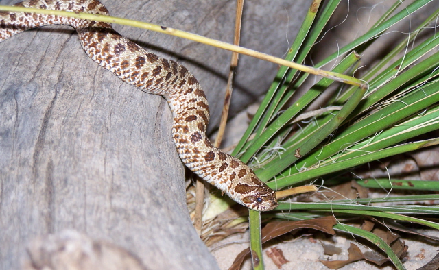 Western Hognose
