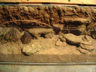 Desert tank