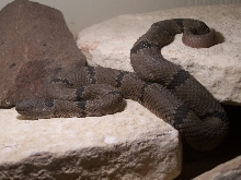 Black Range Klauberi