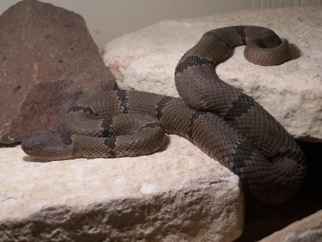 Black Range Klauberi