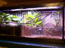 Planted Terrarium