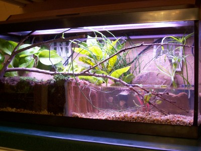 Planted Terrarium