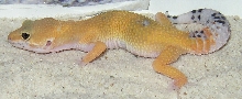 Tiny