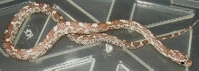 Lavi