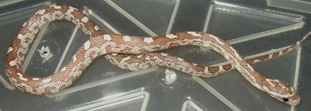 Lavi