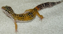 tangi