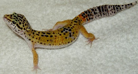 tangi